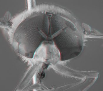 Media type: image;   Entomology 617608 Aspect: head 3D